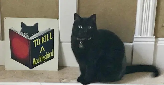 A black cat sitting on the floor next to a book.